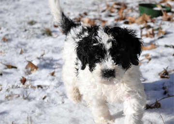 Portuguese Water Dog Puppy Ontario