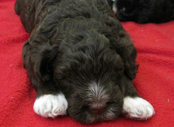 PWD Portuguese Water Dog Puppy Ontario